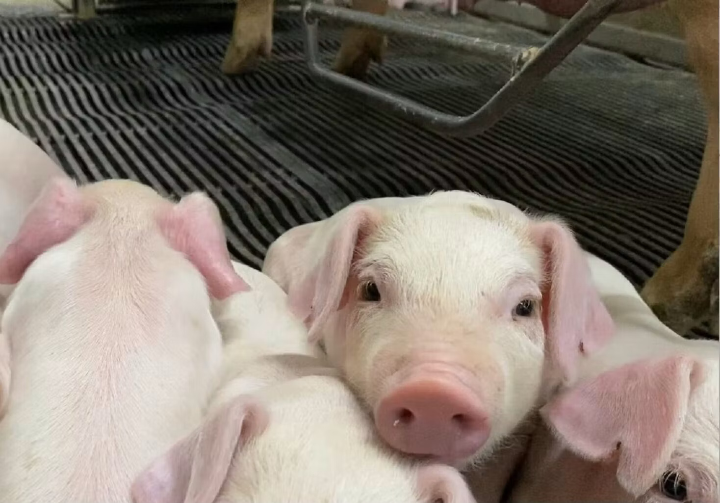 Weaned piglets in a barn